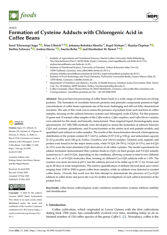 Formation of Cysteine Adducts with Chlorogenic Acid in Coffee Beans